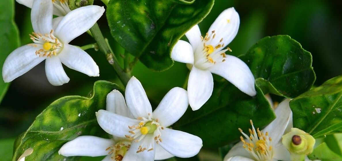 Neroli örümcek damarlarının giderilmesine yardımcı olur